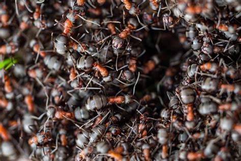 How Many Ants Live On Earth At Least 20 Quadrillion Scientists Say