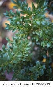 Boxwood Branch Evergreen Shrub Stock Photo 1373566223 | Shutterstock