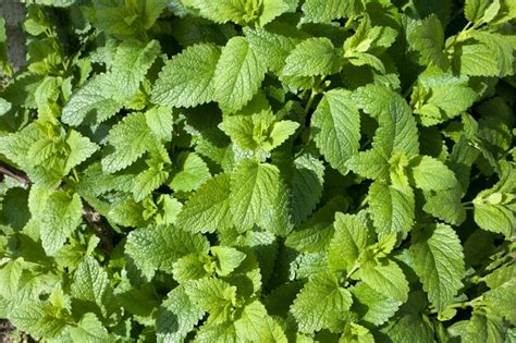 La planta de bálsamo de limón verde brillante deja melissa officinalis