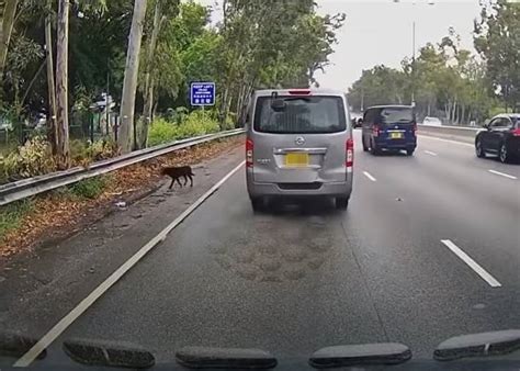 車cam直擊：新田公路黑狗亂竄 熱心司機合力圍捕救走 Oncc 東網 Line Today