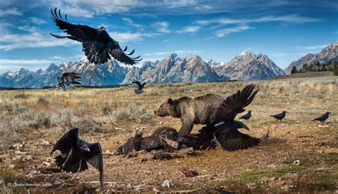 Wild West Stand Off Animal Photo Grand Teton National Park Animals