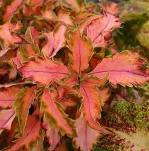 Solenostemon Scutellarioides Beauty Of Lyon Coleus Eberts Greenhouse