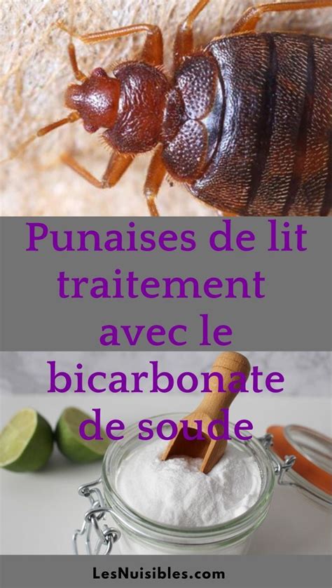 Le Bicarbonate De Soude Contre Les Punaises De Li Punaises De Lit