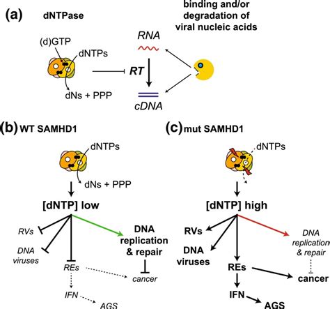 Degradation Of DNTPs By SAMHD1 Controls Reverse Transcription And May