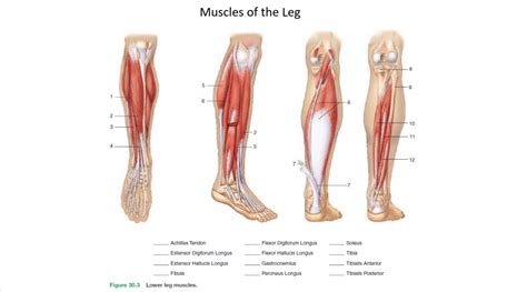 Solved Muscles Of The Leg 5 6 2 10 3 2 11 12 Achilles