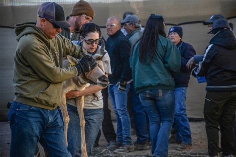 DVIDS - Images - Saving a Species: The Sonoran Pronghorn [Image 6 of 13]