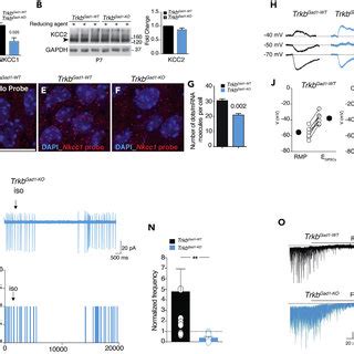 Figure S Nkcc But Not Kcc Expression Is Altered In The Hippocampus