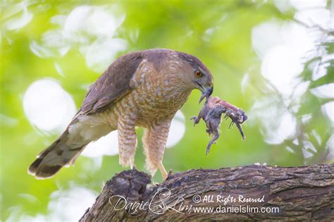 Hawk Nature Wildlife Macro And Bird Photography By Daniel S Lim