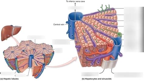 Hepatic Sinusoid Diagram Quizlet