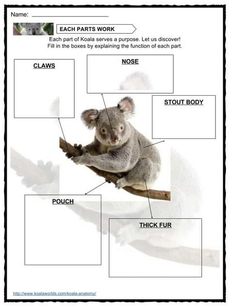 Koala facts diet habitat threats worksheets information for kids – Artofit