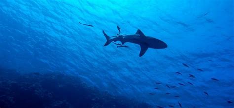 14 Best Swim With Shark Tours In Florida, USA - Updated 2024 | Trip101