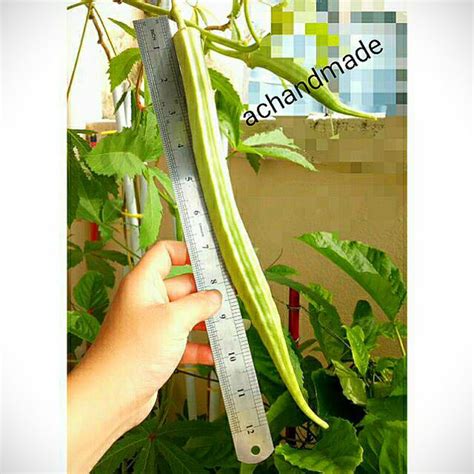 Organic Sayur Bendi Biji Benih Only Free Baja Telur Kulit 50g Lady