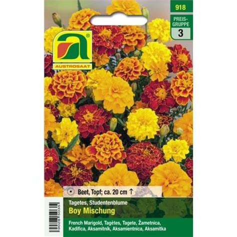 Austrosaat Tagetes Boy Mischung Packung Bloomling Deutschland