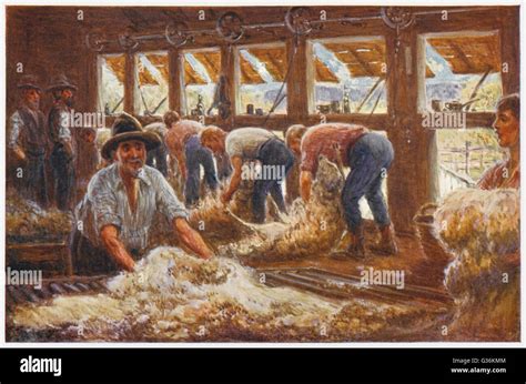 Sheep Shearing in Australia Stock Photo - Alamy