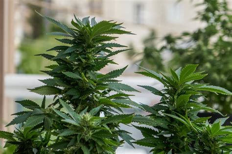 L Allemagne envisage une légalisation du cannabis récréatif en 2024