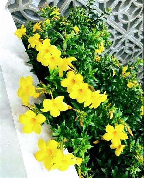 Yellow Flowers Are Growing On The Side Of A Wall Next To A Cement Planter