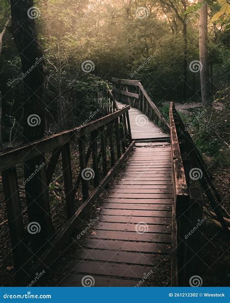 Tiro Vertical De Uma Ponte De Madeira No Meio Do Bosque Durante Um Dia