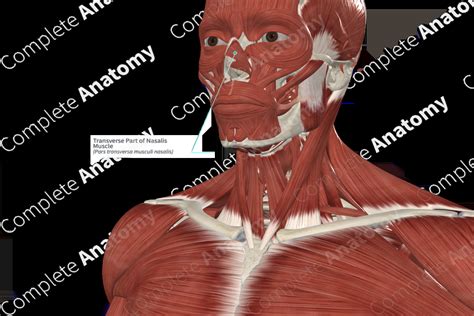 Transverse Part Of Nasalis Muscle Complete Anatomy