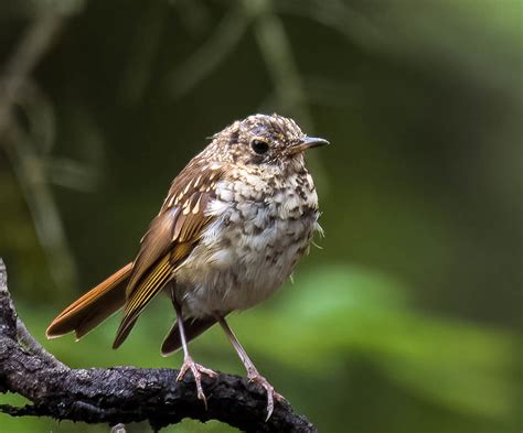 Hermit Thrush Juvenile Deer Isle ME Barbara Merrill Flickr