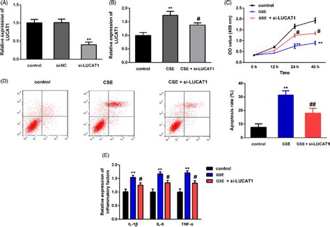 Lucat1 Silencing Reversed The Effect Of Cse On 16hbe Cell Progression