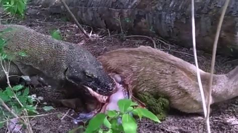 Komodo Dragon Eats Deer Alive