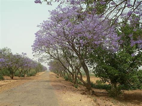 Jacaranda Mimosifolia Qué Es Características Hábitat Cuidados