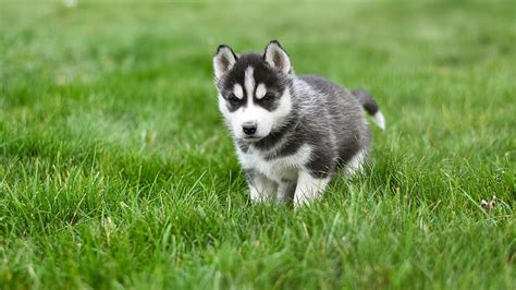 Are Huskies Good With Babies