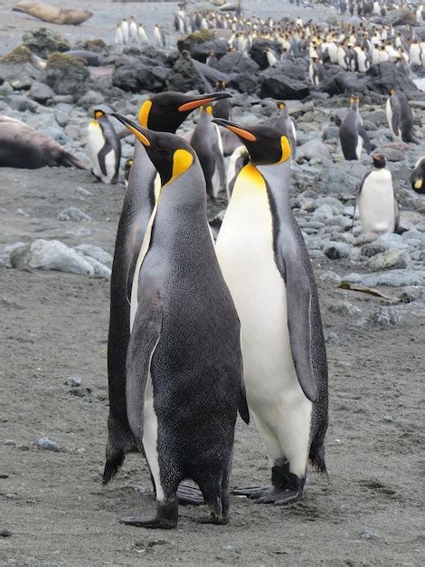 Premium Photo | Penguins at beach