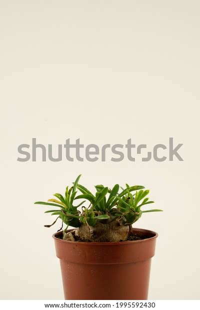 Euphorbia Japonica Pot White Background Seen Stock Photo 1995592430