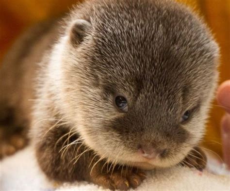 Adorable Baby Otters 10 Pics