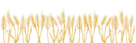 Vector silhouette of wheat. Wheat in the field on a white background 6657273 Vector Art at Vecteezy