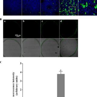 Controlled Delivery Of Antennapedia Caveolin Peptide Ap Cav By