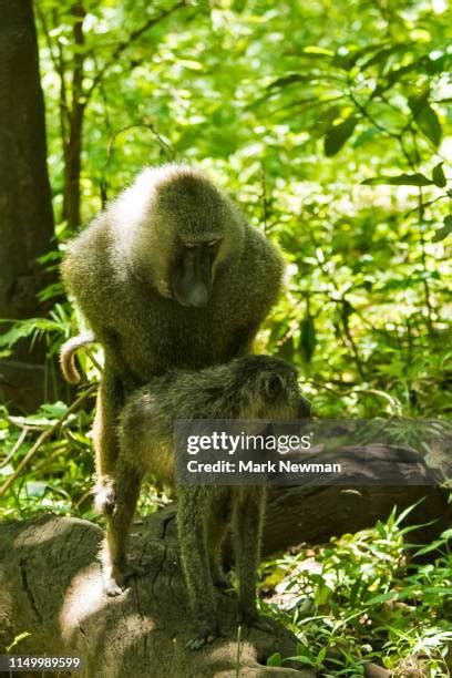 65 Mating Baboons Stock Photos, High-Res Pictures, and Images - Getty ...