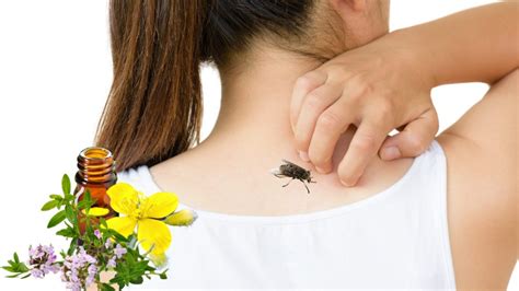 3 Quick Home Remedies for Horsefly Bites - Horsefly Sting