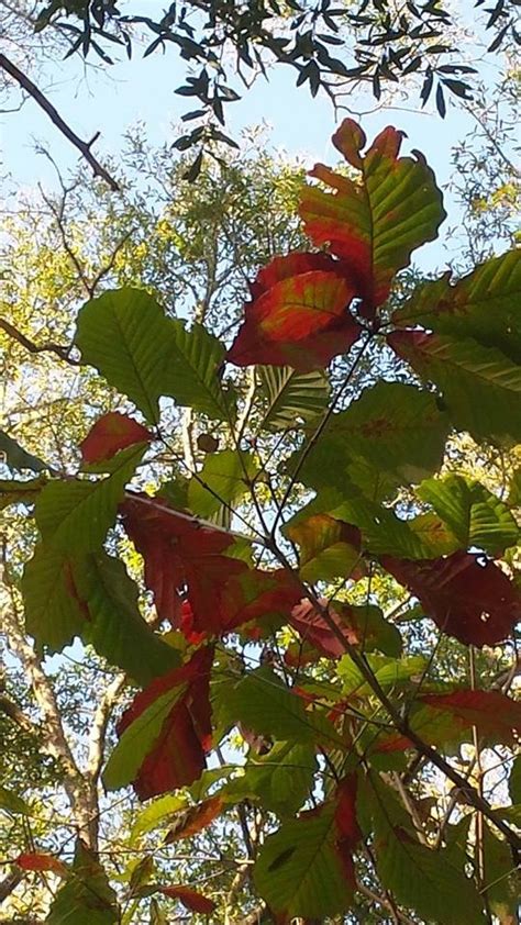 Swamp Chestnut Oak For Sale | Wildtree.co Native Tree Farm and Nursery