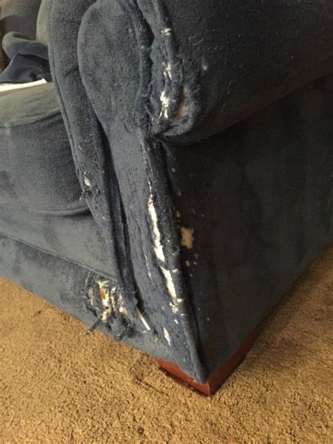 Repairing a Cat Scratched Couch | Couch repair, Cat scratching, Upholstery repair