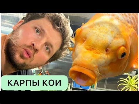 НЕВЕРОЯТНО ЯРКИЕ КАРПЫ КОИ ПЕРЕЕЗЖАЮТ В ГИГАНТСКИЙ АКВАРИУМ. ГДЕ КУПИТЬ ...