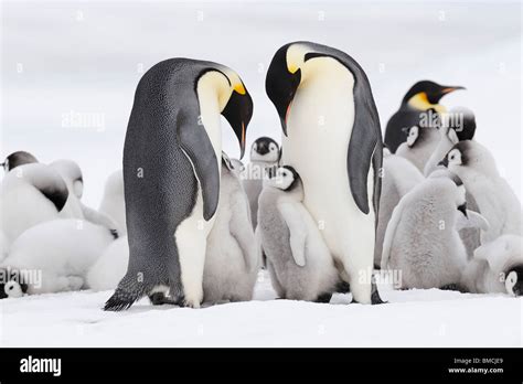 Emperor Penguins, Snow Hill Island, Antarctica Stock Photo - Alamy