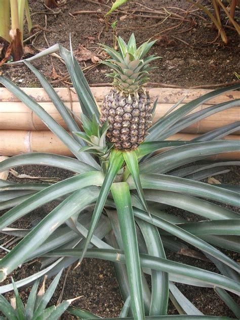 Pineapple Fruit Food Plant Tropical Pineapple Plant Green Yellow