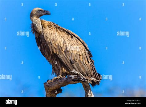 Oiseau Prédateur Charognard Vautour Perché Sur Branche Darbre Au