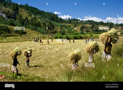 Farmers Harvesting Rice Madagascar Stock Photo Alamy