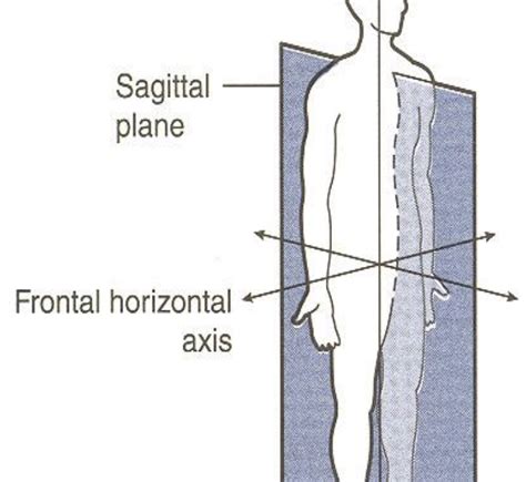 Movements planes - Movement principles - Exercise Education Lab