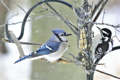 Free Blue Jay Bird Images Pixabay