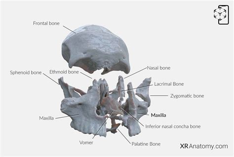 Maxilla In Ar For Free