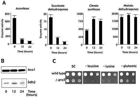 Grx Is A Mitochondrial Glutaredoxin Required For The Activity Of Iron