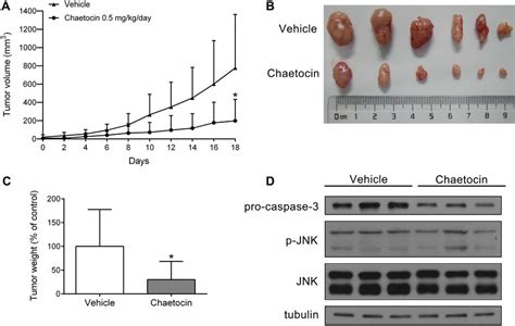 Frontiers ROS JNK C Jun Pathway Is Involved In Chaetocin Induced