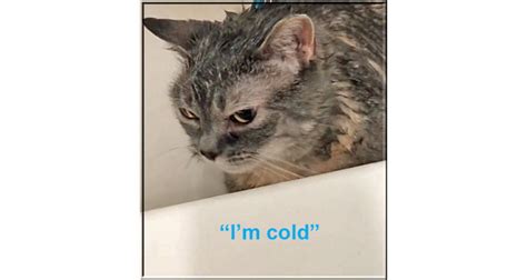 Cold Cat Meme Atelier Yuwaciaojp