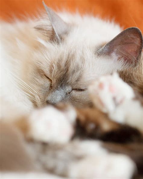 Two Cute Cats Sleeping Laying On Bed Close To Each Other Stock Photo