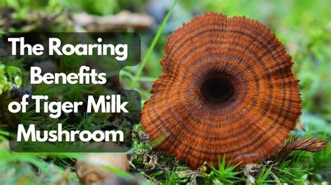 The Roaring Benefits Of Tiger Milk Mushroom Absolute Nootropics Adaptogens And More