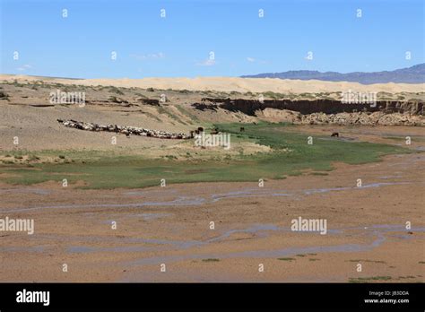 oasis in the gobi desert Stock Photo - Alamy